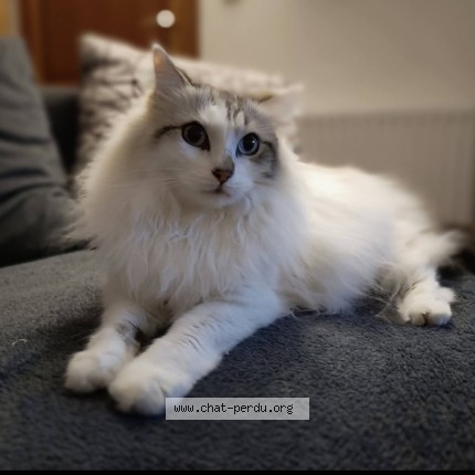 Photo of a cat found in Corneville Sur Risle