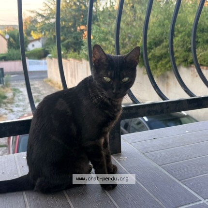 Photo of a cat found in Villebon Sur Yvette