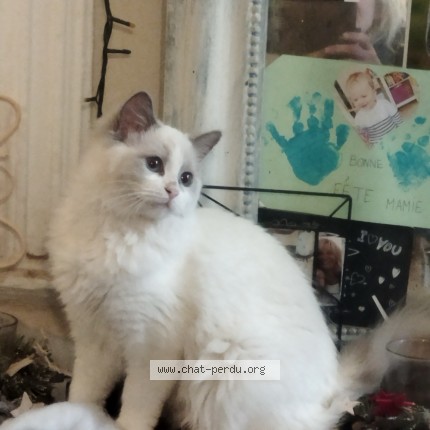 Photo of a cat found in Izernore