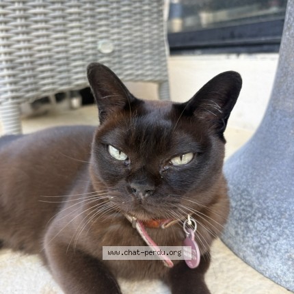 Photo of a cat found in Mougins