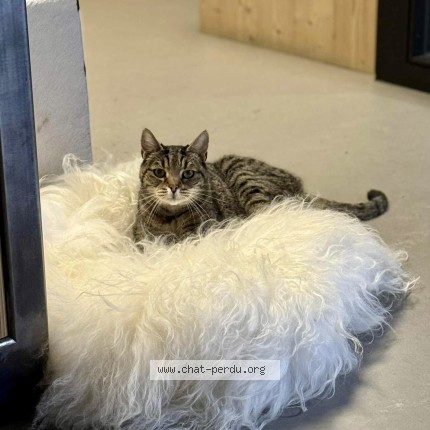 Foto 2/5 BOSS Gatto smarrito a Corsier Sur Vevey