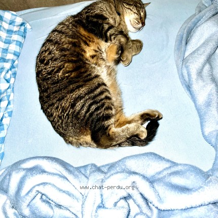 Foto 3/5 BOSS Gatto smarrito a Corsier Sur Vevey