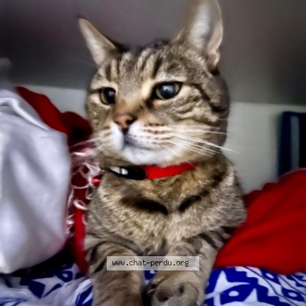 Foto 4/5 BOSS Gatto smarrito a Corsier Sur Vevey
