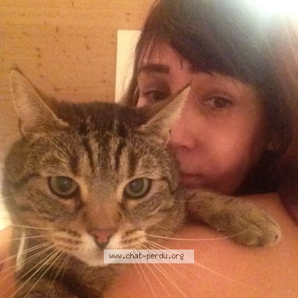 Foto 5/5 BOSS Gatto smarrito a Corsier Sur Vevey