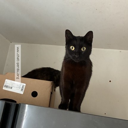 Photo of a cat found in Villefontaine
