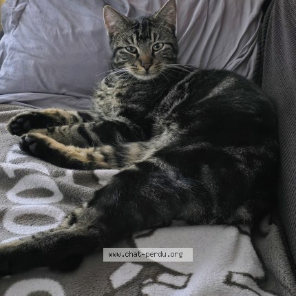 Foto 1/1 stitch Kat vermist in Haut Le Wastia