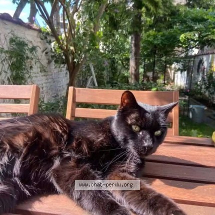 Foto 1/1 Toundra Kat vermist in Bruxelles