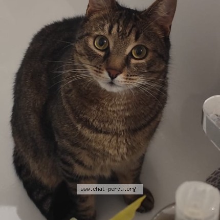 Photo of a cat found in Caromb