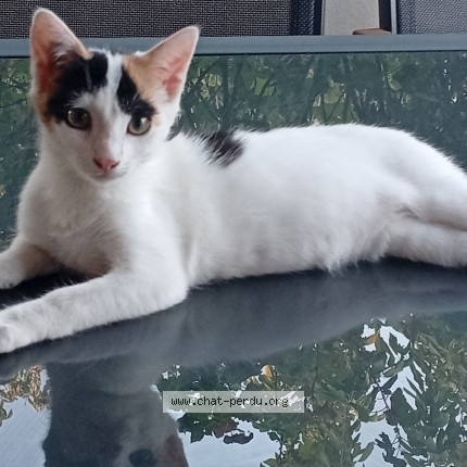 Photo of a cat found in Saint Germain Sur Moine