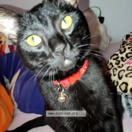 Photo 1/1 Starry Cat lost in Kenosha