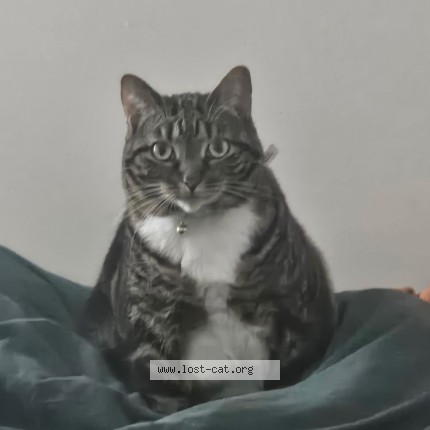 Photo 1/4 Trixie Cat lost in Mccalla