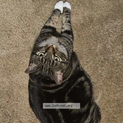 Photo 2/4 Trixie Cat lost in Mccalla