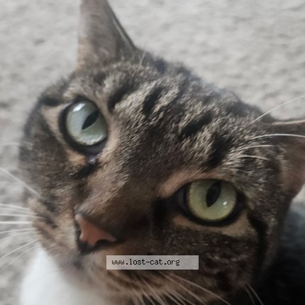 Photo 3/4 Trixie Cat lost in Mccalla
