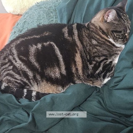 Photo 4/4 Trixie Cat lost in Mccalla