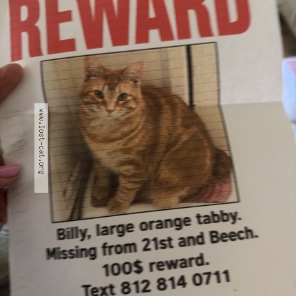 Photo 1/1 billy Cat lost in Terre Haute