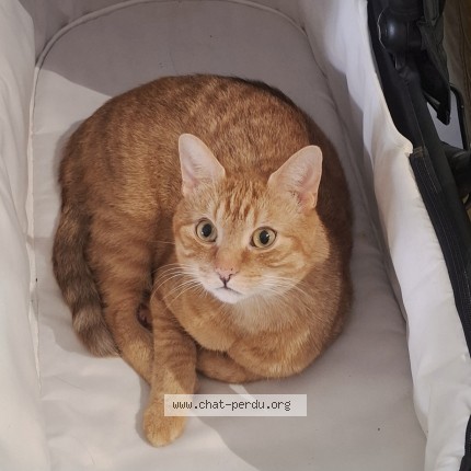 Foto 1/1 Rijik Kat vermist in Linkebeek