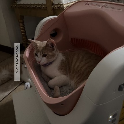 Photo 1/1 horchata Cat lost in Rancho Cucamonga