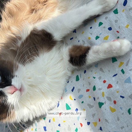 Photo 1/1 lily Cat lost in Laval