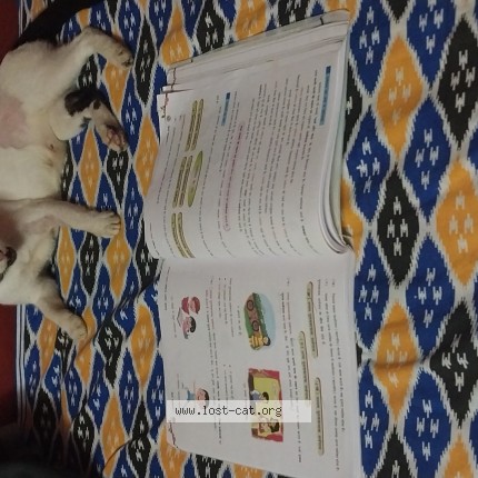 Photo 1/1 Minki Cat lost in Shyamnagar