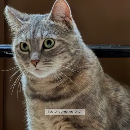 Foto 1/2 Wiedergefundene Katze Verloren in Ecublens