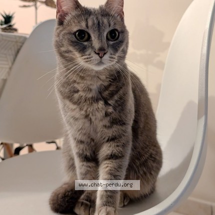 Photo of a cat found in Soullans