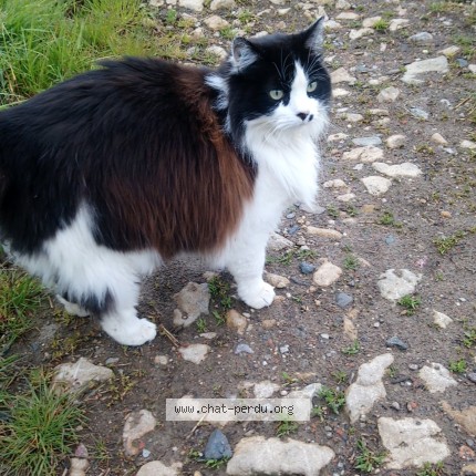 Photo of a cat found in Plougar