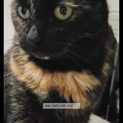 Photo 1/1 Scooby Cat lost in Edmonton
