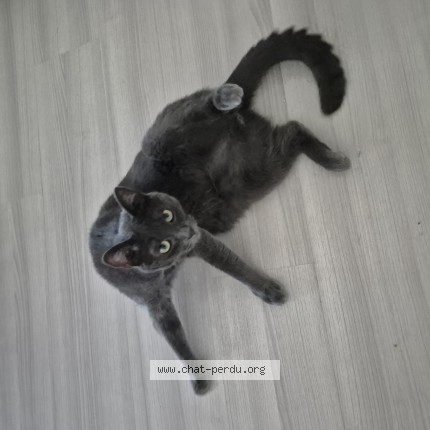 Foto 2/3 Cookie Kat vermist in Vilvorde