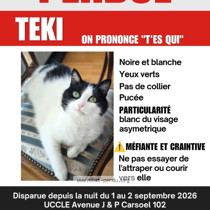 Photo of a cat found in Uccle