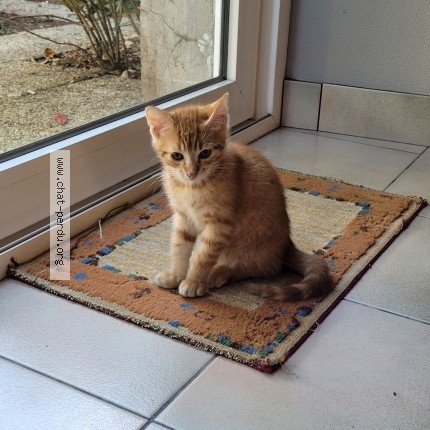Photo of a cat found in Plaintel