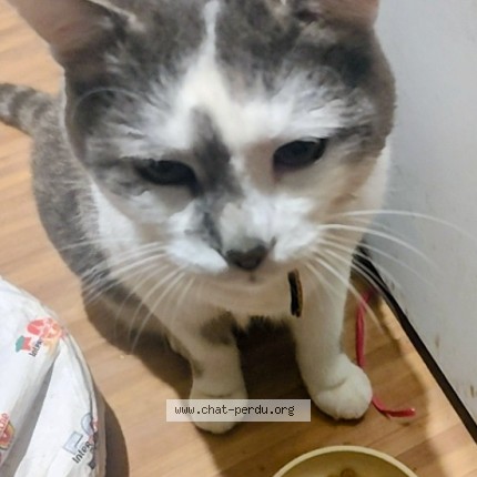 Photo of a cat found in Poincy