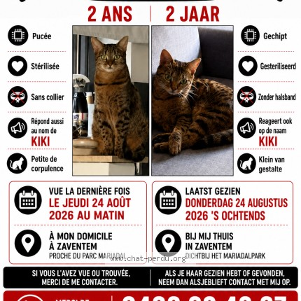 Foto 1/1 kira Kat vermist in Zaventem