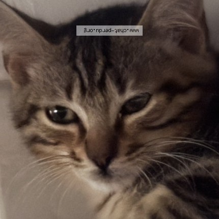 Photo of a cat found in Castelnaudary