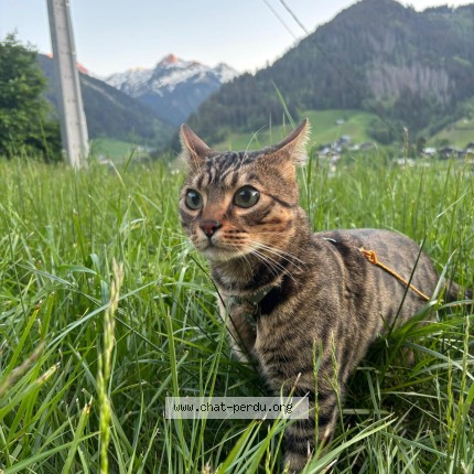 Photo of a cat found in Evian Les Bains
