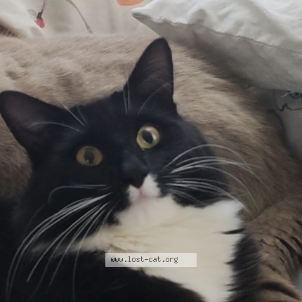 Picture of cat lost at Isleworth