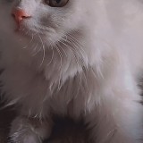 Sophia