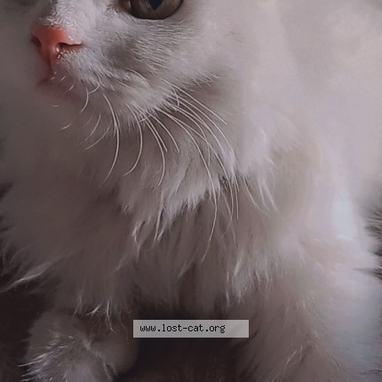Picture of cat lost at Wah Cantt
