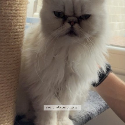 Foto 1/1 Moustache Kat vermist in Flemalle