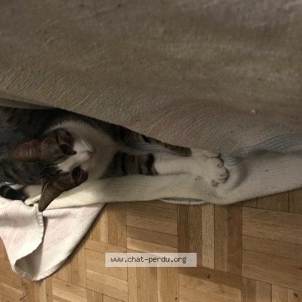 Photo of a cat found in Paris
