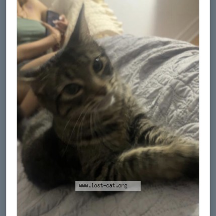Photo 1/1 airee Cat lost in Brampton