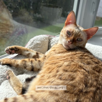 Photo 1/2 Chanel Cat lost in Laval