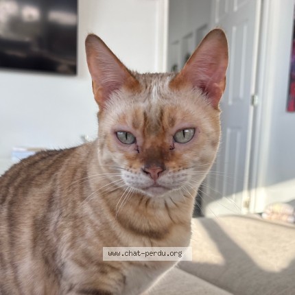 Photo 2/2 Chanel Cat lost in Laval