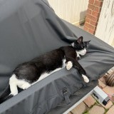 kitty
