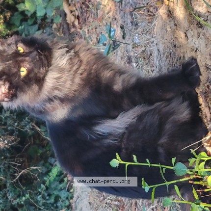 Photo of a cat found in Saint Hilliers