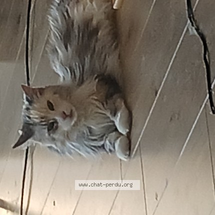 Photo of a cat found in Thonon Les Bains
