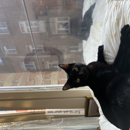 Foto 1/1 mila Kat vermist in Koekelberg