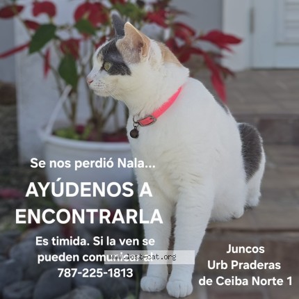 Photo 1/1 Nala Cat lost in Juncos