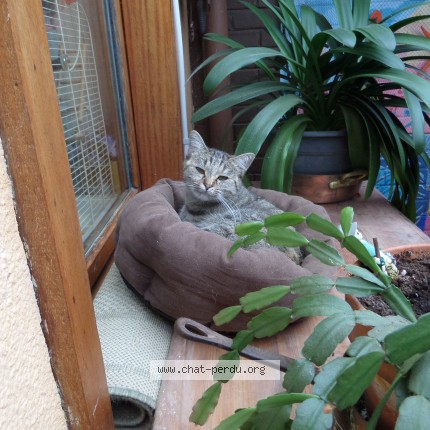 Foto 1/1 Kat teruggevonden Vermist in Bossiere