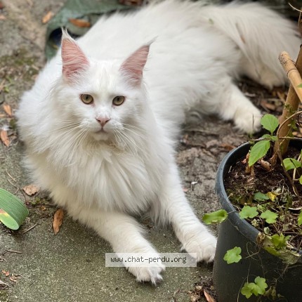 Foto 1/1 Kat teruggevonden Vermist in Saint Josse