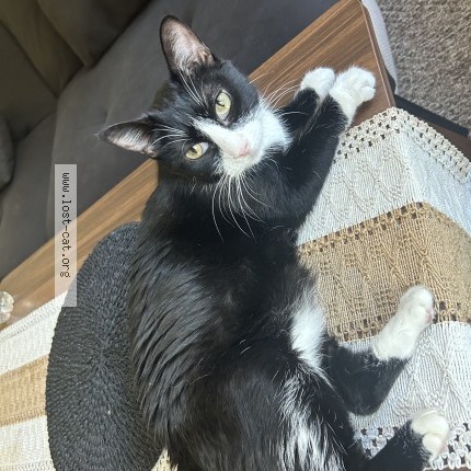 Photo 1/1 dolly Cat lost in Alpine